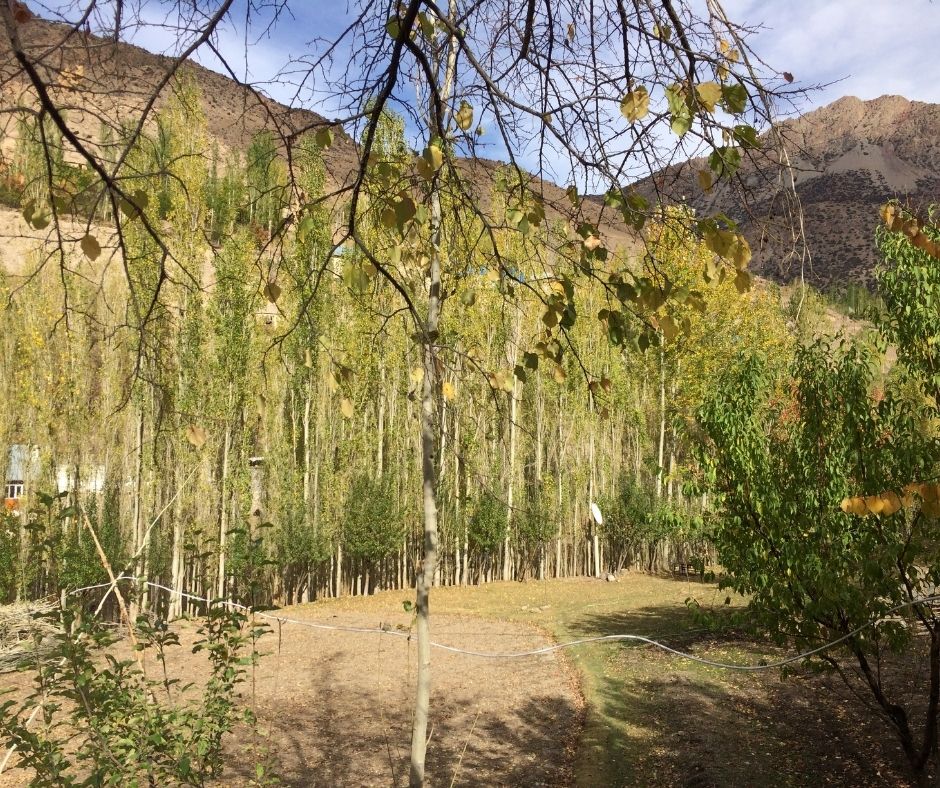 Trees and Mountains at Nofin Homestay in Fann Mountains of Tajikistan