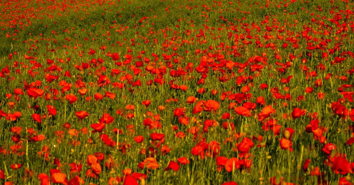 Poppies in Kyrgyz Culture
